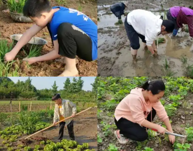 搭建实景讲堂实时收集学生劳作数据用智能点评代替纸质打分 搭建实景讲堂实时收集学生劳作数据用智能点评代替纸质打分